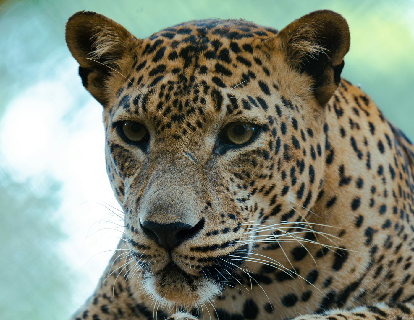 Leopardo dello Sri Lanka nel parco di Yala
